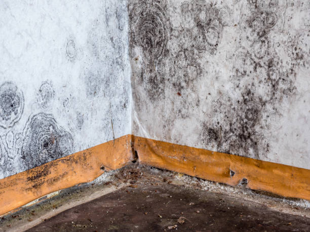 Best Basement Mold Removal  in Pine Bush, NY